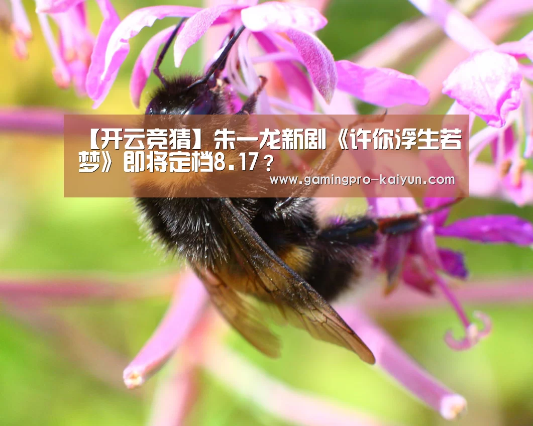 开云竞猜
