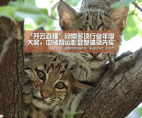 ‘开云直播’问鼎多项行业年度大奖,中储智运彰显整体领先实力(图3) 开云电竞